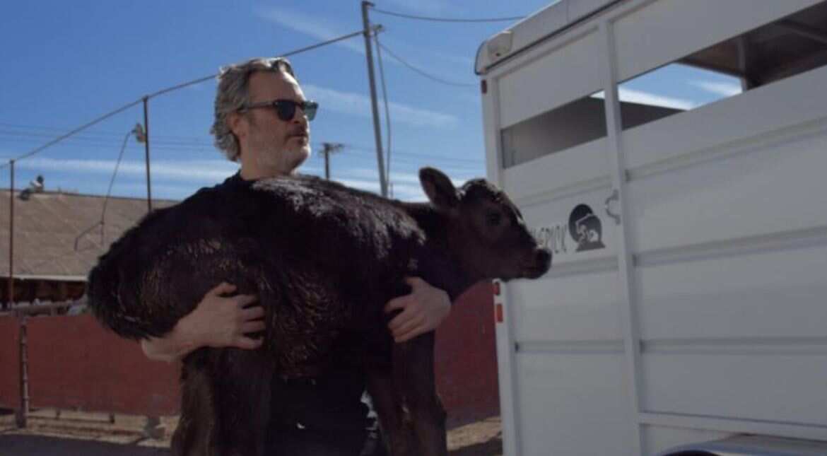 Oscar-winning actor Joaquin Phoenix saves cow, calf from slaughterhouse days after speech Oscar-winning actor Joaquin Phoenix saves cow, calf from slaughterhouse days after speech
