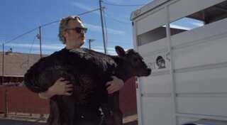 Oscar-winning actor Joaquin Phoenix saves cow, calf from slaughterhouse days after speech