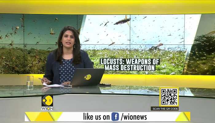 Gravitas: The next global enemy: Locusts