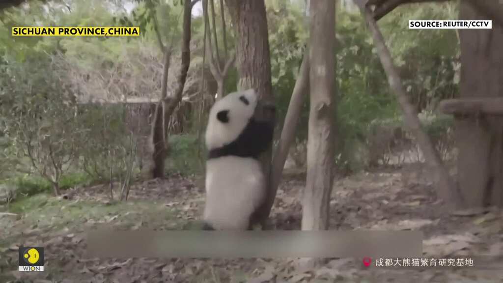 Cute panda videos cheer up coronavirus patients in Wuhan temporary hospital