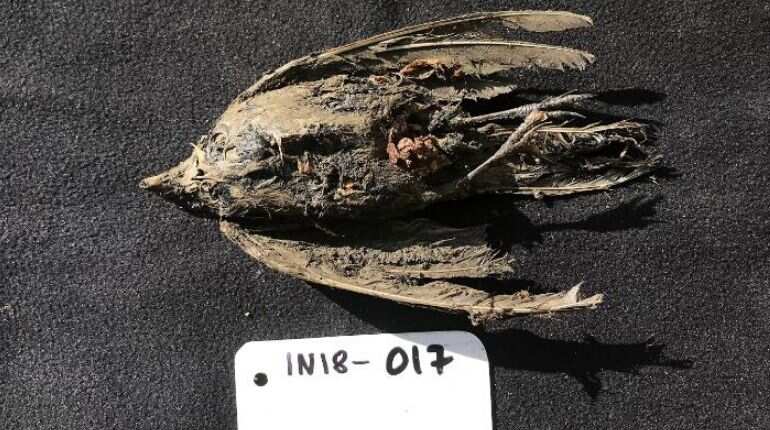 46,000-year-old frozen bird discovered in Siberia 46,000-year-old frozen bird discovered in Siberia