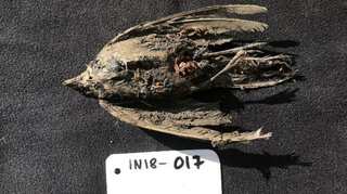 46,000-year-old frozen bird discovered in Siberia