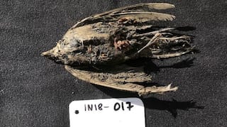 46,000-year-old frozen bird discovered in Siberia