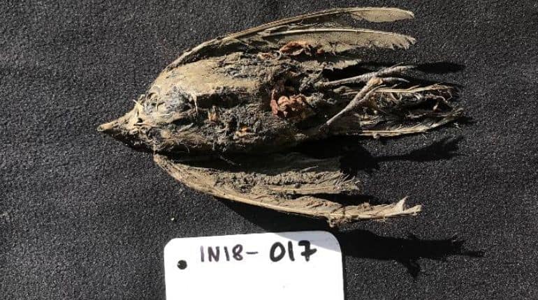 46,000-year-old frozen bird discovered in Siberia