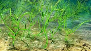 Scientists discover world's oldest green plant fossil