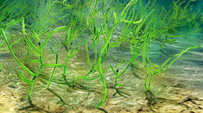 Scientists discover world's oldest green plant fossil