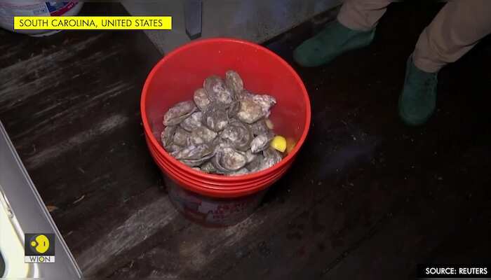 Oysters and politics on the menu in South Carolina