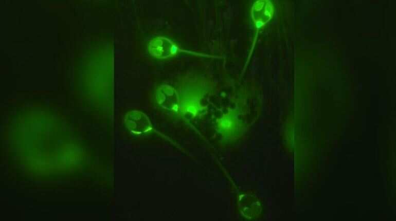 Scientists discover first organism that does not need oxygen to live