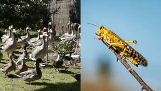 Now, China may send 'army' of ducks to Pakistan to combat locust menace