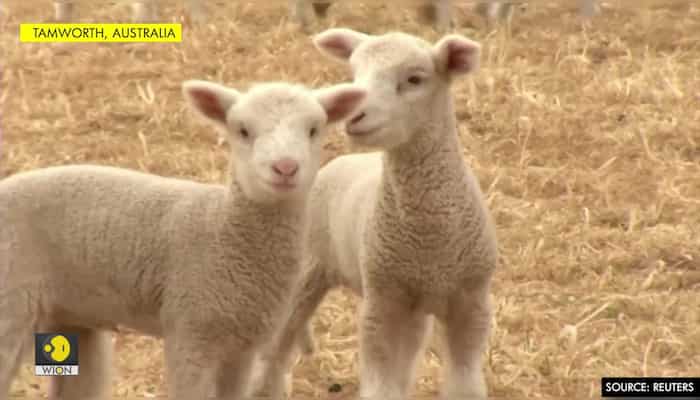 From bone-dry to lush greenery, rainfall brings respite for Australian farmer