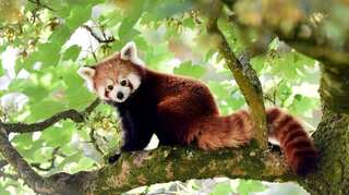 Genetic study reveals red pandas to be actually two separate species