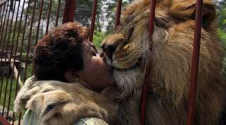 Watch: Malnourished lion Jupiter to come back to his human 'mother' in Colombia
