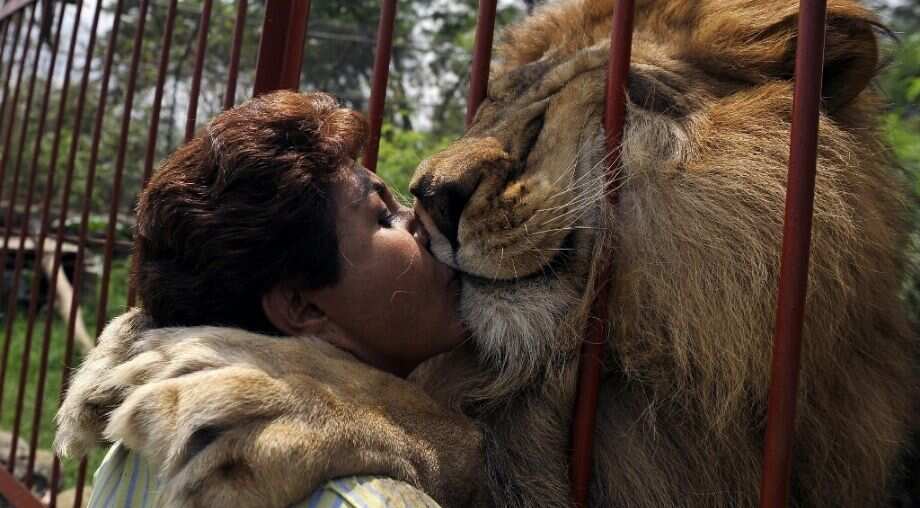 Watch: Malnourished lion Jupiter to come back to his human 'mother' in Colombia