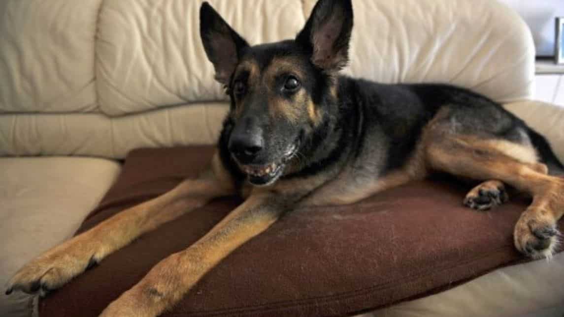 Californian couple clone their dog for $50,000 after its demise Californian couple clone their dog for $50,000 after its demise