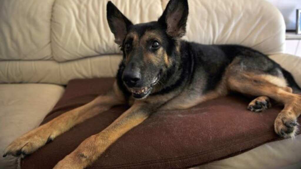 Californian couple clone their dog for $50,000 after its demise