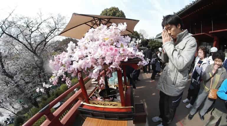 Japan cherry blossom festivals cancelled as virus fears grow