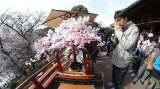 Japan cherry blossom festivals cancelled as virus fears grow