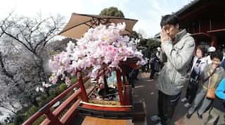 Japan cherry blossom festivals cancelled as virus fears grow