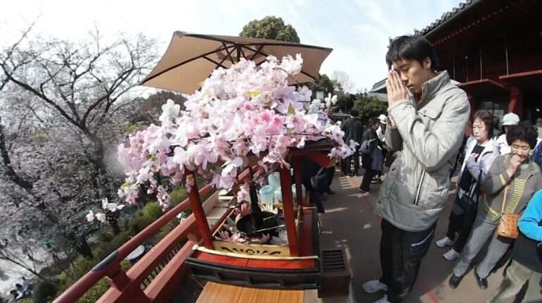 Japan cherry blossom festivals cancelled as virus fears grow
