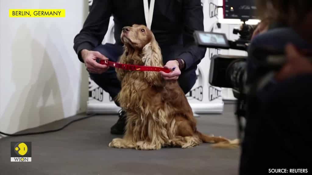 Top dog prize for Berlinale pooch