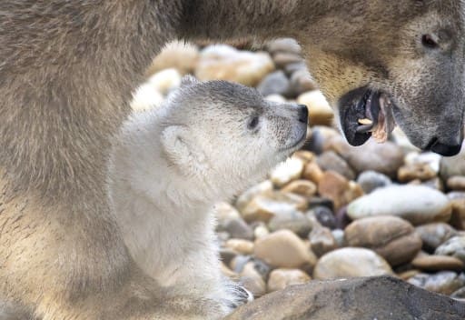 Mammals