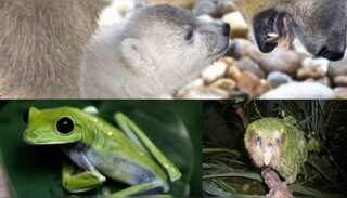 World Wildlife Day: Alarming figures of species nearing extinction