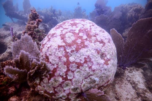 Thailand bans coral-damaging sunscreens