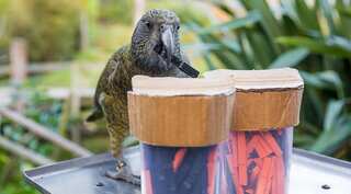 Parrots get probability, use stats to make choices: Study