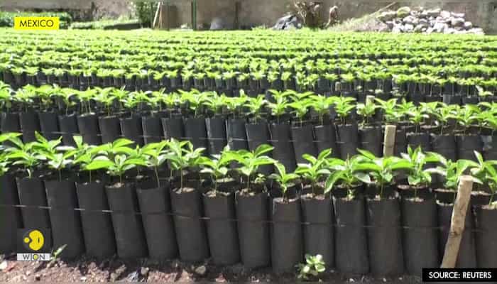 Nestle vows to plant 3 million trees in Mexico