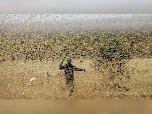 Chemical signal for swarming by locusts identified to help toward curbing plagues