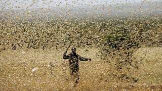 Chemical signal for swarming by locusts identified to help toward curbing plagues