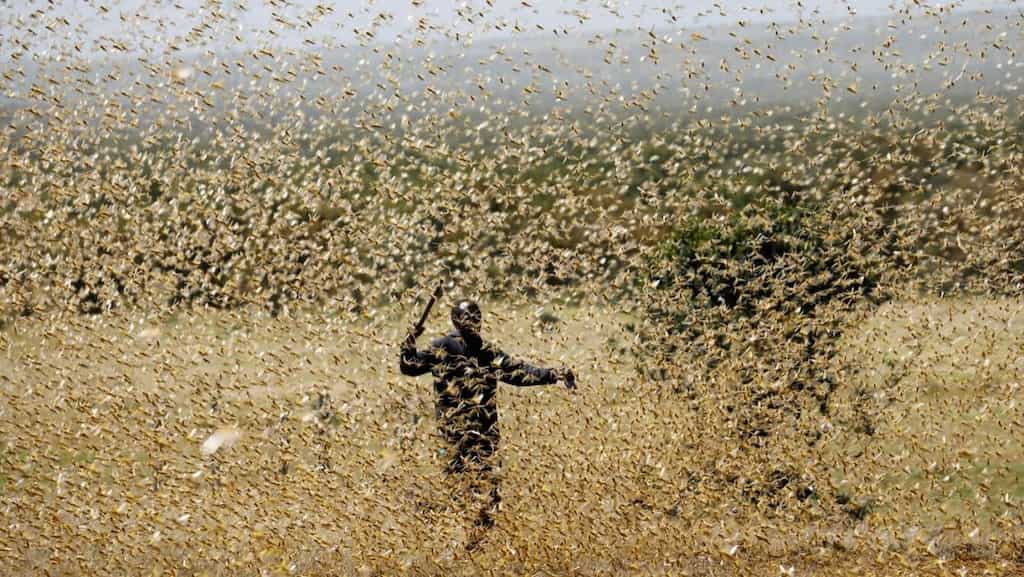 Technology to be used for prevention against second wave of locusts in east Africa
