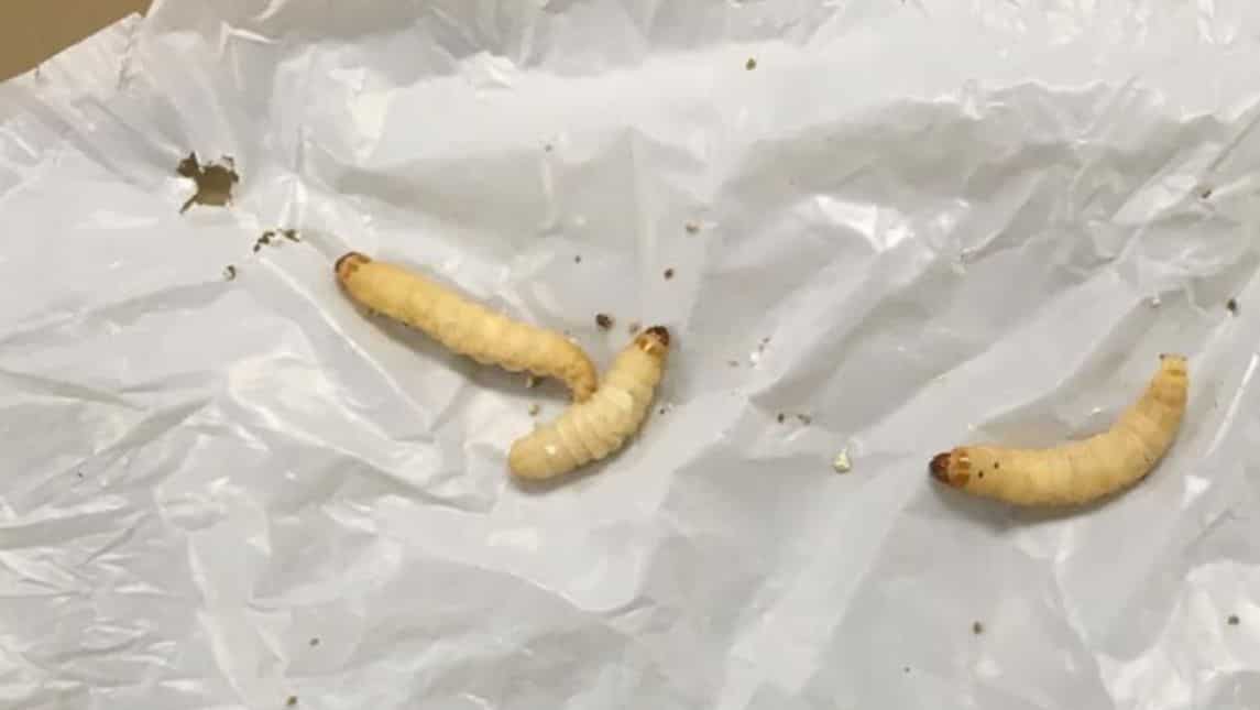 Plastic-consuming caterpillars can help fight pollution: Study Plastic-consuming caterpillars can help fight pollution: Study