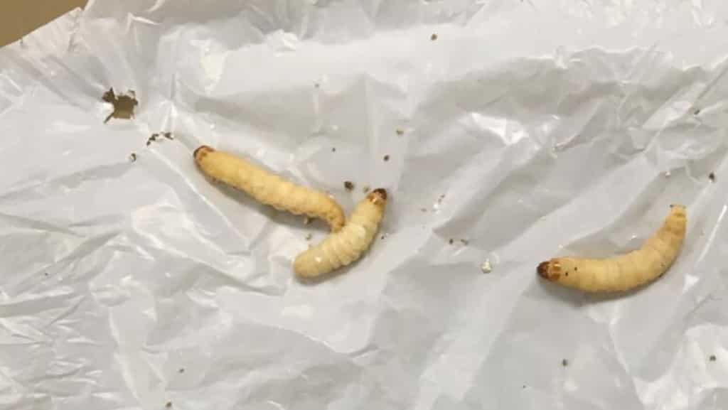 Plastic-consuming caterpillars can help fight pollution: Study