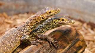 Female dragon gives birth to hatchlings without male partner