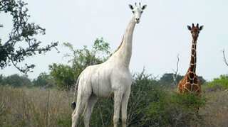 Rare white giraffes slaughtered by poachers in wildlife sanctuary