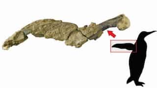 Fossilized skin of 43-million-year-old penguin found in Argentina