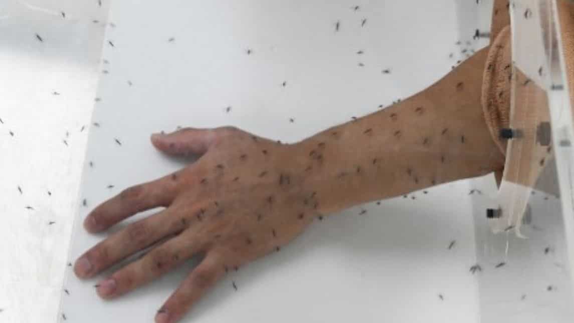 #Fact 4: Cannot be transmitted through mosquito bites