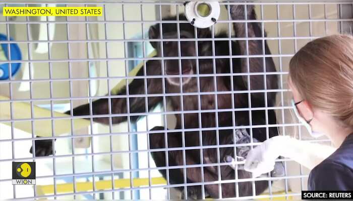 Chimpanzee sanctuary staff take steps to protect the animals against coronavirus