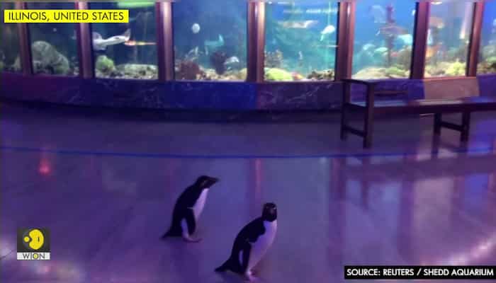 Penguins' field trip at Chicago Aquarium
