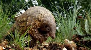 Coronavirus helps to save China's endangered species 'Pangolin'
