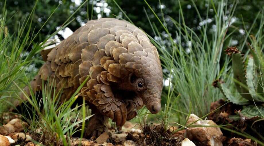 Coronavirus helps to save China's endangered species 'Pangolin'
