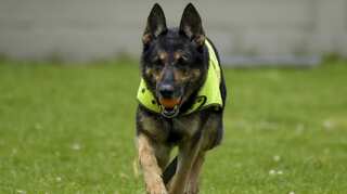 Are dogs going to help prevent a global second wave of COVID-19?
