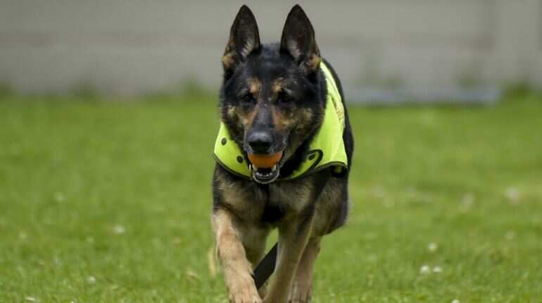 Are dogs going to help prevent a global second wave of COVID-19?