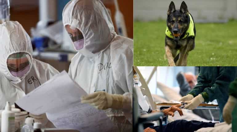Morning news brief: Global cases cross 500,000; dogs to sniff out COVID-19, and more! Morning news brief: Global cases cross 500,000; dogs to sniff out COVID-19, and more!