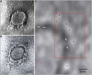 US investigating if coronavirus came from Wuhan lab, not wet market
