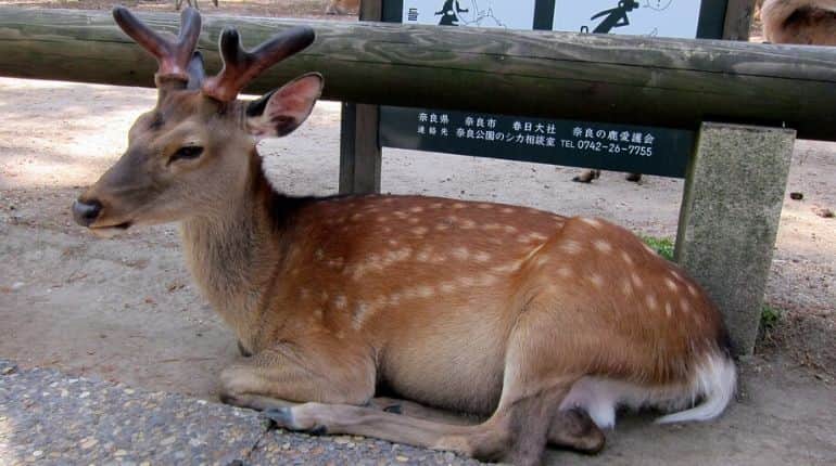 Sika deers