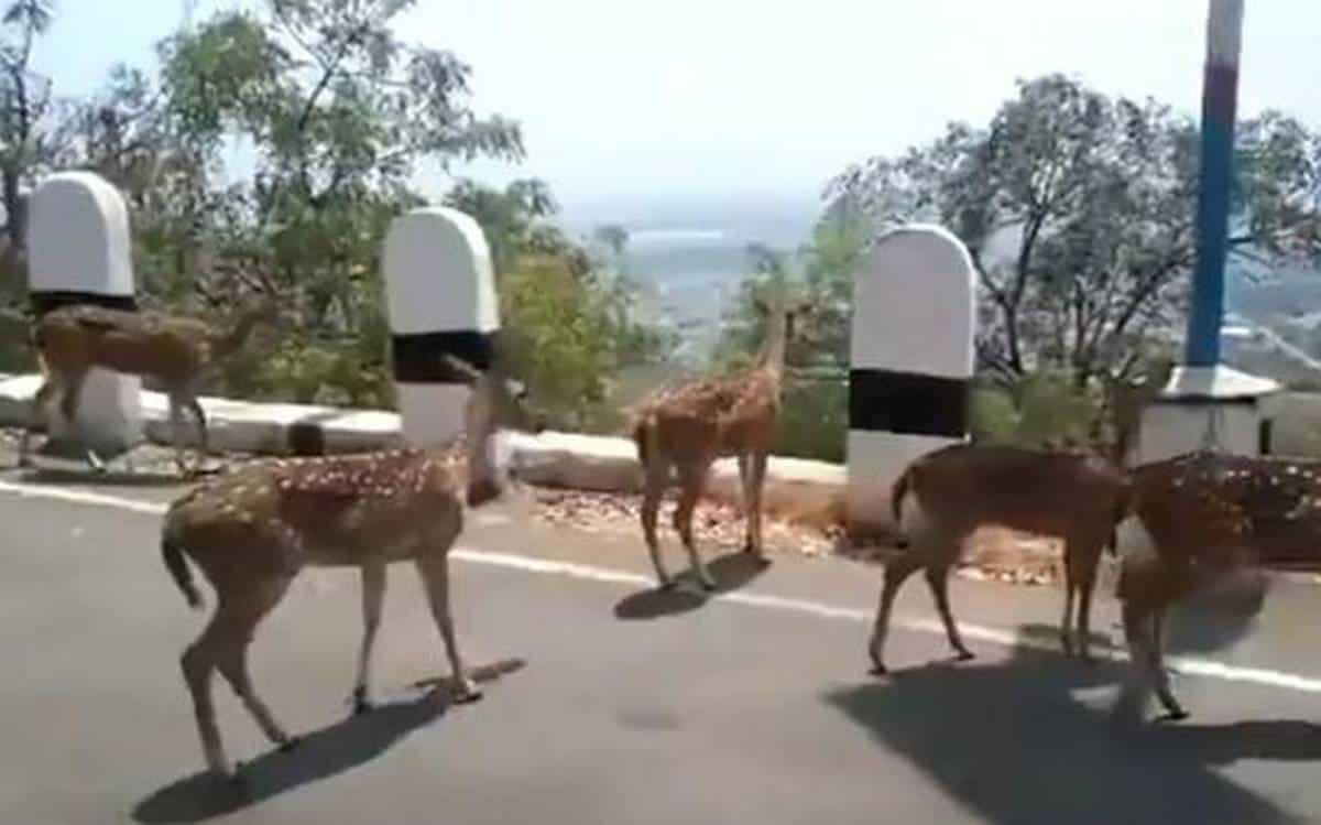 Stags