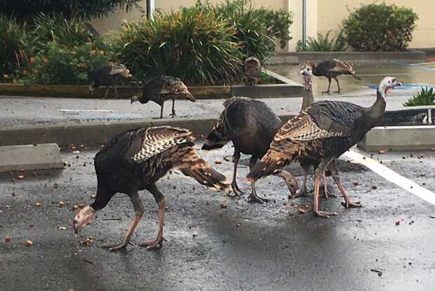 Wild turkeys