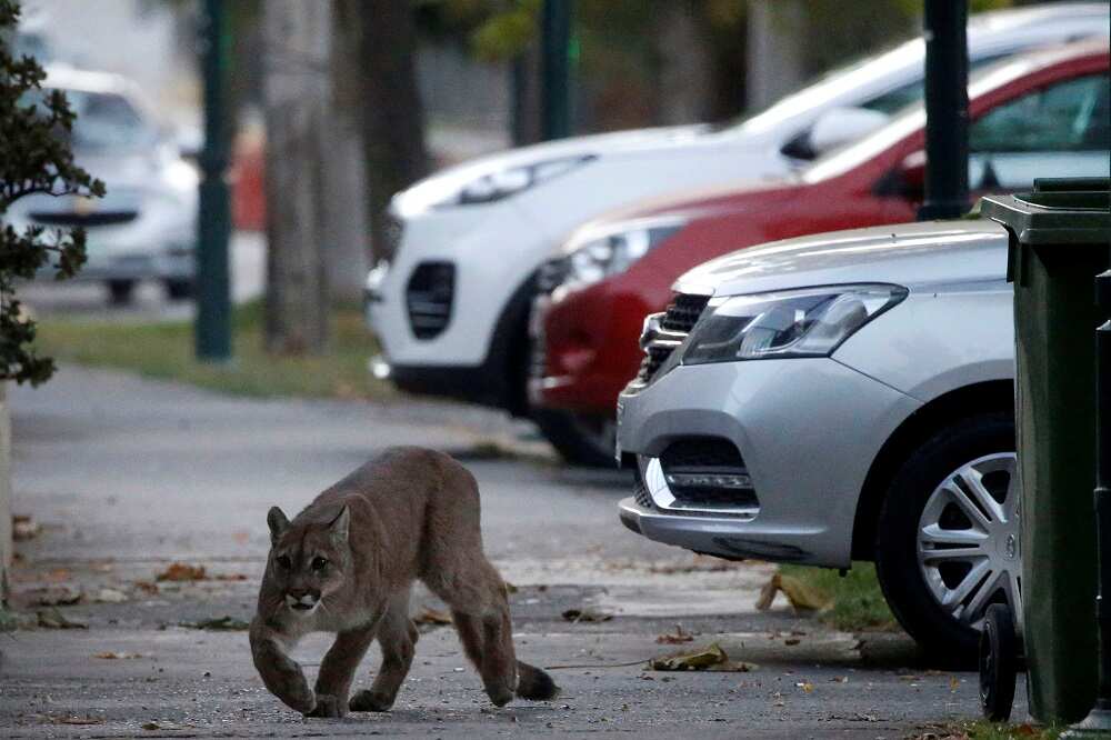 Pumas